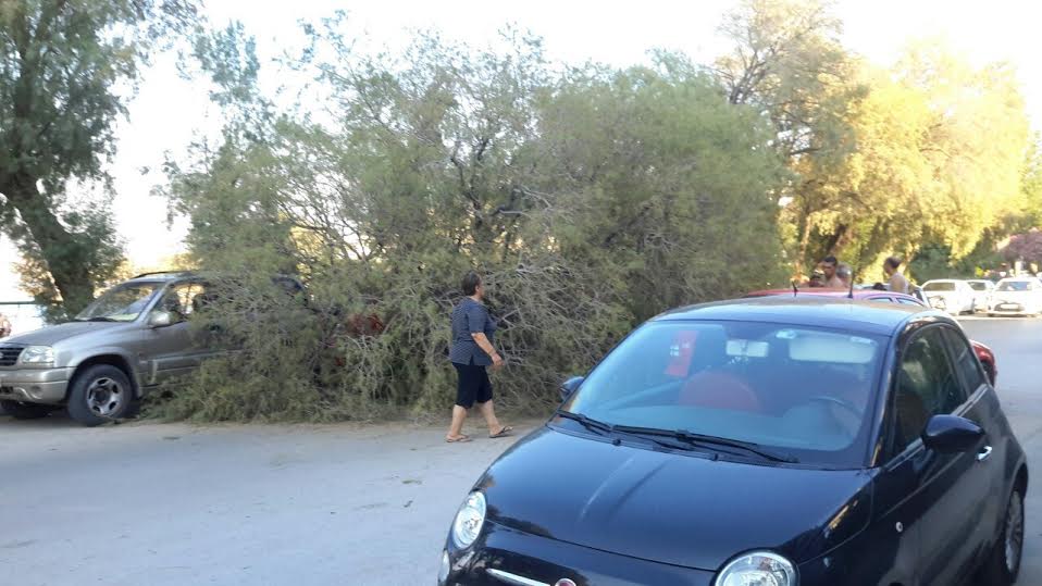 Τωρα. Έπεσε δένδρο στις συκιες πάνω σε 2 αυτοκινητα Τωρα. Έπεσε δένδρο στις συκιες πάνω σε 2 αυτοκινητα
