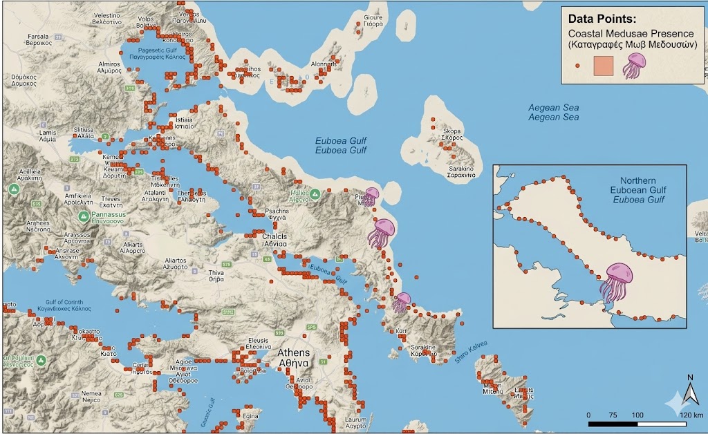 Τέλος στον φόβο για τις μωβ μέδουσες; Το φιλόδοξο πρόγραμμα του 1,5 εκατομμυρίου που «κλειδώνει» τον Βόρειο Ευβοϊκό και τον Μαλιακό Τέλος στον φόβο για τις μωβ μέδουσες; Το φιλόδοξο πρόγραμμα του 1,5 εκατομμυρίου που «κλειδώνει» τον Βόρειο Ευβοϊκό και τον Μαλιακό