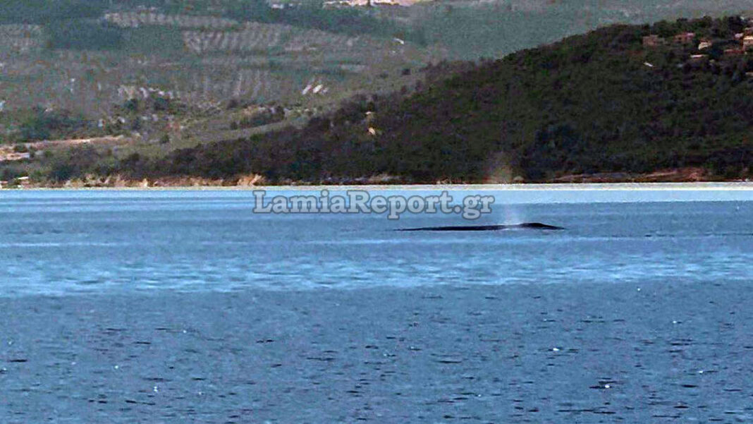 Ένας γίγαντας των ωκεανών στα νερά μας: Το πρωτόγνωρο τετ α τετ με φάλαινα 9 μέτρων που καθηλώνει τον Βόρειο Ευβοϊκό Ένας γίγαντας των ωκεανών στα νερά μας: Το πρωτόγνωρο τετ α τετ με φάλαινα 9 μέτρων που καθηλώνει τον Βόρειο Ευβοϊκό